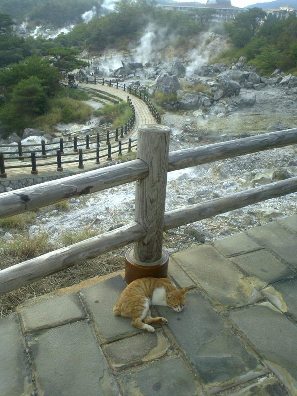 A tabby cat naps peacefully on a walkway through the various 'hells.'